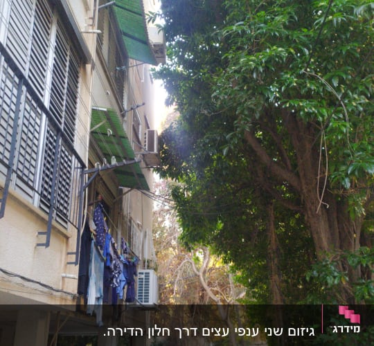 עץ גדול ליד בניין מגורים, ללא פעולת גיזום נראית